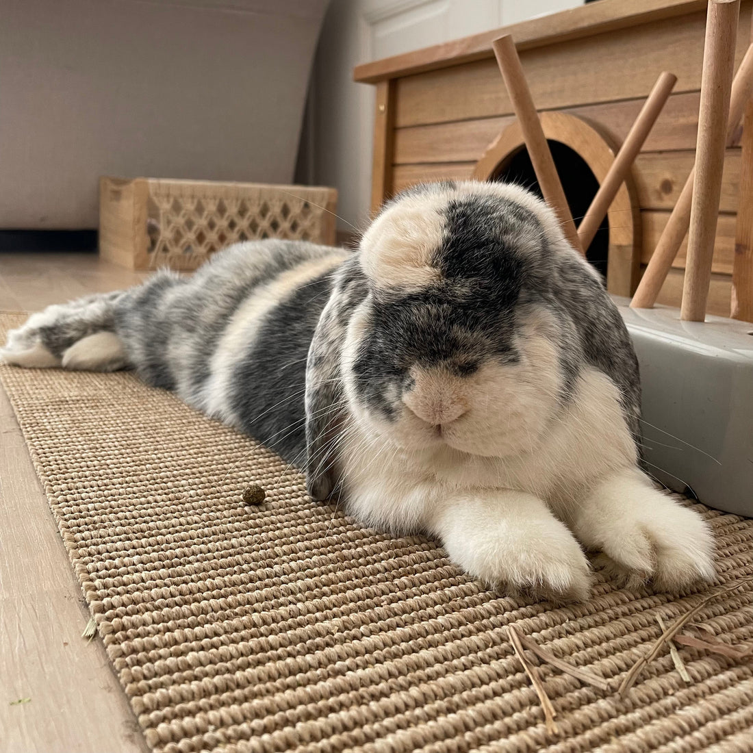 Et si on prenait un lapin ?